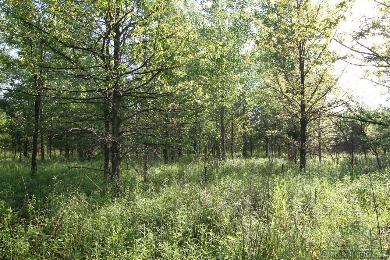 Monroe 167 (15) Buy A Farm Land and Auction Company