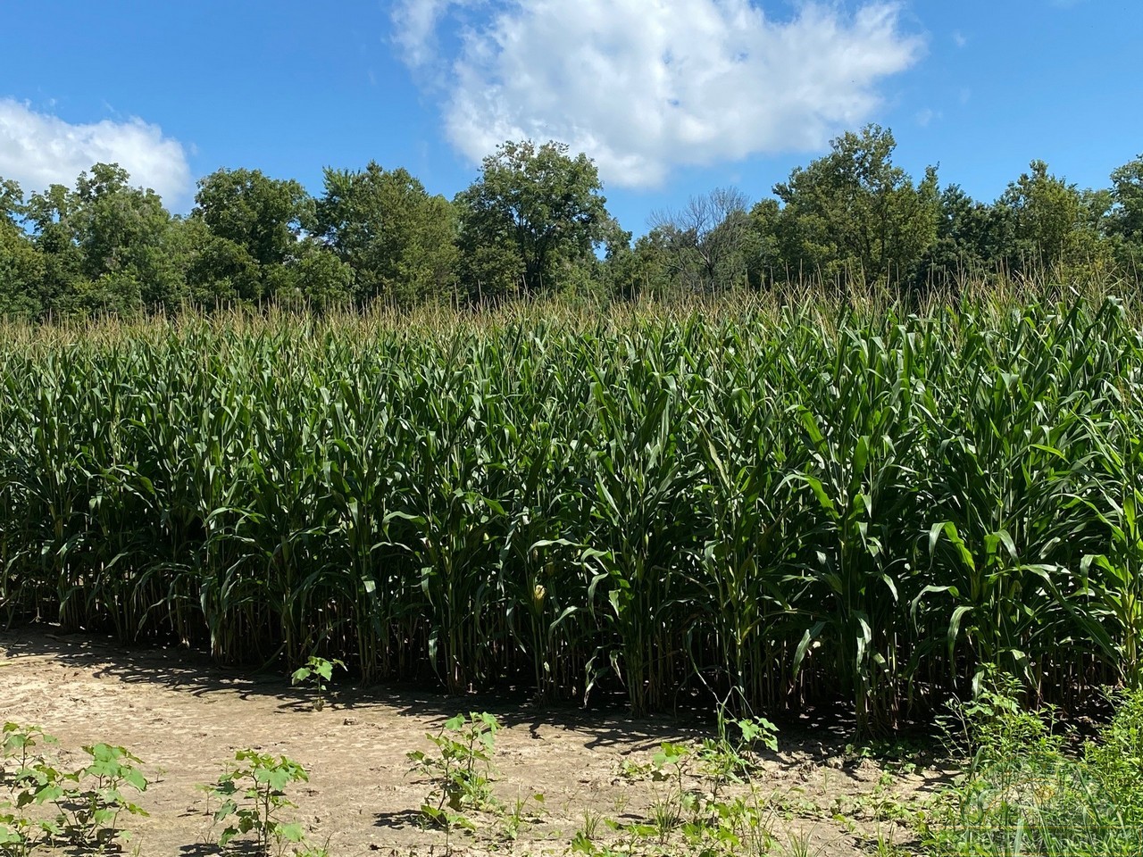 land for sale fayette co il 72 acres (5) Buy A Farm Land and Auction